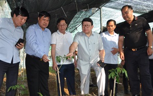Lai Châu: Nông dân bất ngờ &quot;thuần phục&quot; thành công loài sâm rừng, có loại bán với giá 200 triệu/kg