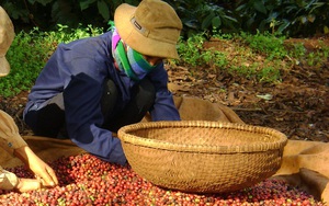 Giá cà phê đồng loạt tăng, 3 thị trường lớn nào đang tăng mua cà phê Việt Nam?