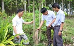 Đắk Lắk: Trồng "cây bạc tỷ", chạy theo phong trào, 15 năm sau nông dân mới ngã ngửa vì điều này