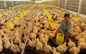 Giá thức ăn chăn nuôi tăng "nóng", ai cũng phàn nàn, Cục Chăn nuôi dự báo gì?