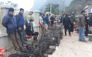 Lên Sơn La đi chợ phiên Muổi Nọi "săn" lợn cắp nách đặc sản bé tý, mấy loài côn trùng lạ, rau rừng tươi xanh