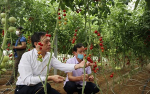 Hội Nông dân Nghệ An sẽ dựng 4 mô hình điểm về sản xuất, chế biến nông sản an toàn