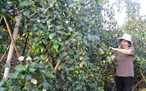 Tuyên Quang: Trồng táo ở Động Tiên, cây nào cũng trĩu quả, nhà nông khá giả hẳn lên