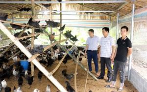 Hà Giang: "Rót vốn" nuôi gà đen đặc sản, nông dân nghèo có thu nhập khấm khá