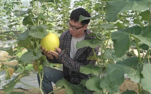 Nghệ An: Trai 9X đưa cả &quot;thế giới&quot; công nghệ cao Israel về vườn nhà, trồng ra quả bí trắng Mỹ to khổng lồ