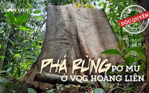 Phá rừng pơ mu cổ thụ, "moi ruột" Vườn Quốc gia trên nóc nhà Đông Dương!