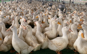 Giá gia cầm hôm nay 28/4: Vịt lao dốc còn 43.000 đồng/kg, người nuôi gà trắng ôm cục nợ
