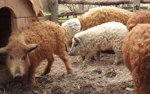 Loài lợn được coi là "bảo vật" ngon nhất thế giới, nhìn xa cứ ngỡ là cừu