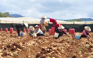 Lâm Đồng: Rủ nhau trồng khoai tây, đào lên toàn củ là củ, nông dân không lo đầu ra