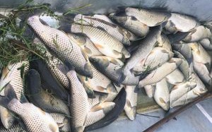 Hàng chục tấn cá lồng đặc sản sông Lô chết bất thường