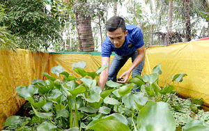 Nuôi con &quot;siêu đẻ&quot; trong cái bể lót bạt be bé đặt trong vườn, nào ngờ nông dân bảnh trai tháng nào cũng có tiền