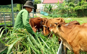 Nuôi 60 con bò, mỗi năm bán 15-20 con, ông nông dân tỉnh Quảng Ninh thu về được mấy trăm triệu đồng?