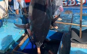 Bình Định: Một ngư dân câu được con cá ngừ đại dương &quot;khủng&quot;, nặng bao nhiêu kg mà nói ra ai cũng bất ngờ?