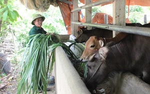 Cựu chiến binh làm giàu từ mô hình kinh tế tổng hợp