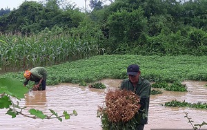 Mưa lớn nhấn chìm nhiều diện tích hoa màu, nông dân thắt ruột thu hoạch non cho trâu bò ăn