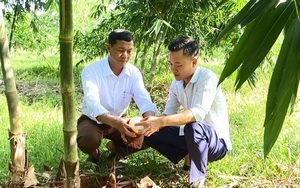 Phú Thọ: 9X cất bằng đại học về trồng tre, bị chê "tơi bời khói lửa", nay thu lãi gấp 10 lần lương công chức