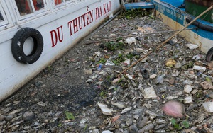 TP.HCM: Cá chết nổi dày đặc sau cơn mưa lớn ở kênh Nhiêu Lộc - Thị Nghè