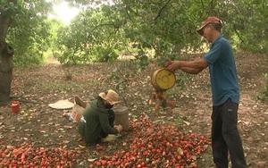 Bình Thuận: Vùng đất dân trồng thứ cây ra trái hột lộn ra ngoài treo lủng lẳng, nhặt hàng tấn, bán giá cao
