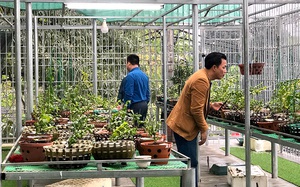 Hoa lan đột biến, những giao dịch hoa lan đột biến khủng, một vườn lan ở Tuyên Quang được định giá cả trăm tỷ đồng?