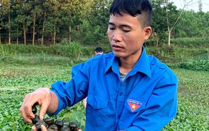 Tuyên Quang: Nuôi chơi chơi con ham ăn bèo, tối ngày lủi dưới ao mà đẻ rõ lắm, anh nông dân bất ngờ giàu lên