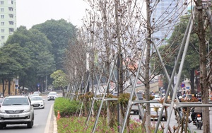 Hà Nội thay thế toàn bộ hơn 200 cây phong lá đỏ trên đường Nguyễn Chí Thanh và Trần Duy Hưng