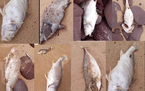 Dân hoang mang khi cá chết hàng loạt, nằm rải rác dọc theo bãi biển