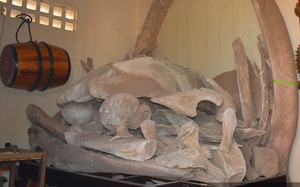 Quảng Bình: Làng biển anh hùng có Ngư Linh miếu thờ 2 bộ xương cá voi to lớn nhất Việt Nam
