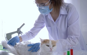WHO: SARS-CoV-2 có khả năng nhiễm lây từ người sang động vật