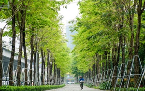 Điểm qua những tuyến đường nhiều tầng cây xanh mướt ở Hà Nội