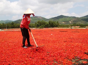 Bình Định: Trung Quốc không mua, giá ớt giảm mạnh, từ ớt chỉ thiên đến ớt chỉ địa đều &quot;rớt cái bịch&quot;
