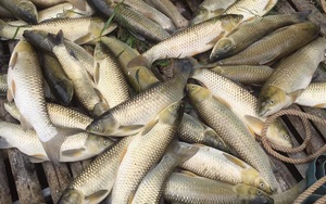 Thanh Hóa: Vì sao cá lại tiếp tục chết bất thường trên sông Mã?
