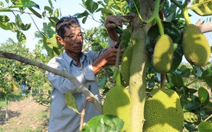 Phú Yên: Ngắm vườn mít Thái ra trái to đẹp trên đồi hoang của ông nông dân U70