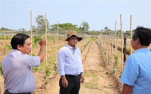 Trà Vinh đang trồng thử nghiệm giống nho gì của tỉnh Ninh Thuận, ăn tươi hay làm rượu vang?