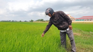 Tây Ninh: Trồng lúa cả tháng, nông dân mới "ngã ngửa" vì xuất hiện lúa "hai tầng", có cả lúa "ma"