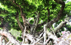 Đăk Lăk: Cây sanh cổ rong rêu phủ đầy có chu vi bộ rễ 10m, cao 3,7m, trả giá nào chủ cũng lắc đầu