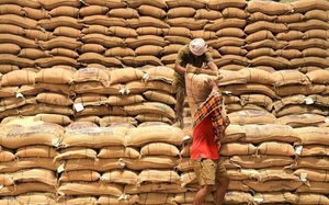 Giá gạo Ấn Độ chạm đáy vì dịch Covid-19