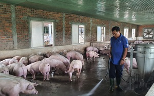 Đà Nẵng: Nông dân tay ngang về nuôi lợn vẫn &quot;bỏ túi&quot; nửa tỷ mỗi năm