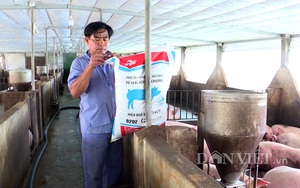 Giá thức ăn chăn nuôi tăng vù vù, người chăn nuôi heo Đồng Nai "chùn chân", không dám tái đàn