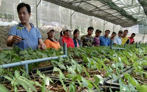 Quảng Nam: Cấp 14 nghìn cây sâm Ngọc Linh giống cho dân