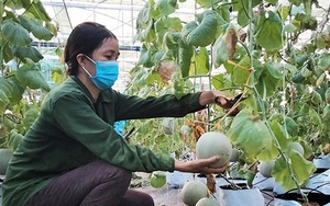 Dưa lưới của một nông dân ở Hà Tĩnh có gì ngon mà "ngồi chễm chệ" lên kệ siêu thị ở Hải Phòng