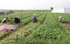 Vựa rau Mê Linh trở lại sản xuất để cung ứng thực phẩm cho Thủ đô