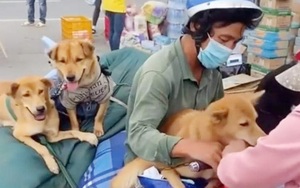 Từ vụ tiêu hủy 15 con chó của vợ chồng nghèo về Cà Mau tránh dịch: Có vi phạm quy định tiêu hủy vật nuôi?