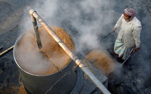 Giá gạo 5% tấm Việt Nam vẫn duy trì mức đỉnh cao ấn tượng