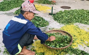 Bình Định: Lạ, vùng đất dân trồng thứ cây chẳng phải chăm bón gì, tới mùa hoa dùng sào đập rụng nhặt bán đắt tiền