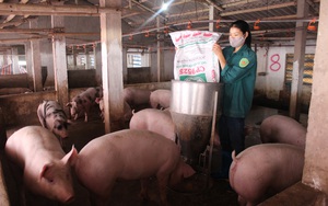 Nam Định: Giá lợn hơi "rớt cái bịch" nông dân nuôi lợn thấp thỏm không biết bao giờ giá lợn chạm "đáy"