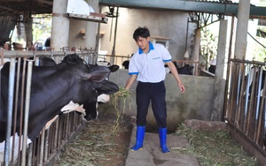 Ngành chăn nuôi Lâm Đồng đón “làn gió” mới, thời cơ cho các nhà đầu tư nuôi lợn, bò sữa, gà