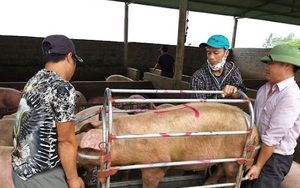 Giá heo hơi xuống dưới 40.000 đồng/kg, Cục Chăn nuôi lý giải vì sao chưa đưa thịt heo vào diện bình ổn giá