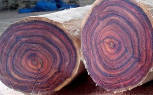 12 loại gỗ quý hiếm và đắt nhất trên thế giới: Gỗ sưa xếp thứ mấy?
