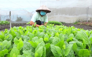 Đồng Nai: Những vườn rau 0 đồng mang nặng nghĩa tình của nông dân