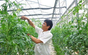 Chuyển đổi số trong nông nghiệp ở Lâm Đồng (bài 1): Nông dân, doanh nghiệp đều tham gia “cuộc chơi” công nghệ